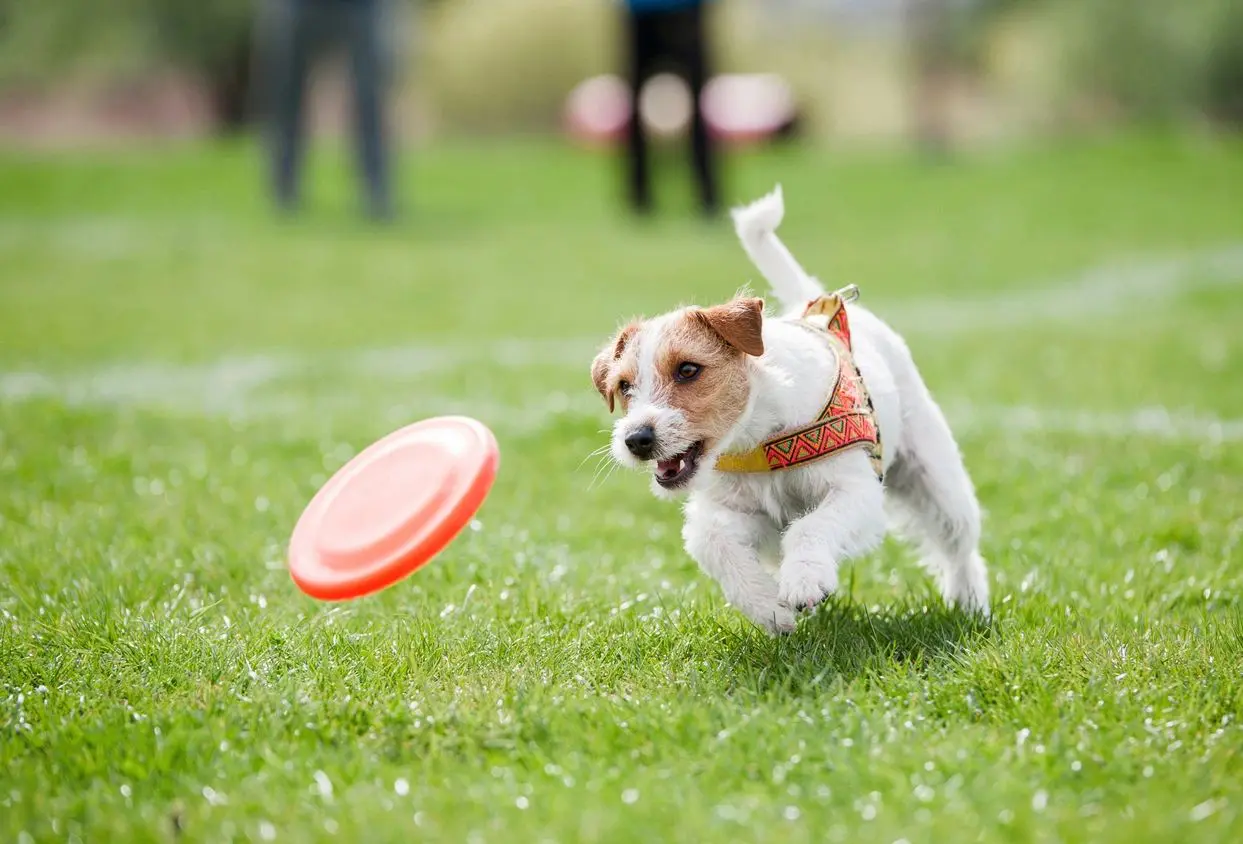 A dog chasing a frisbee in the grass.